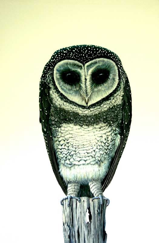 Sooty, acrylic on canvas, by James Ainslie